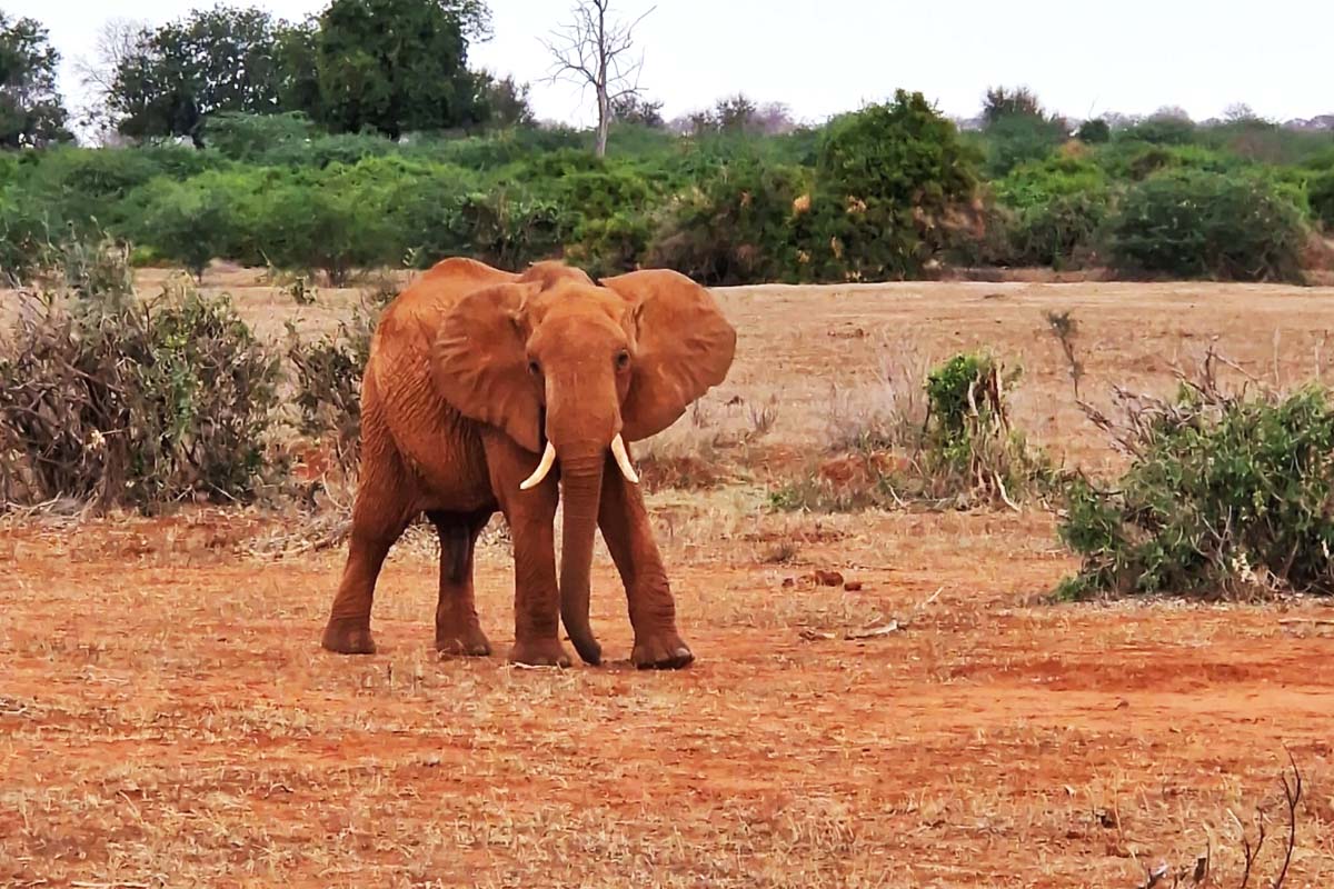 Father Elephant edited