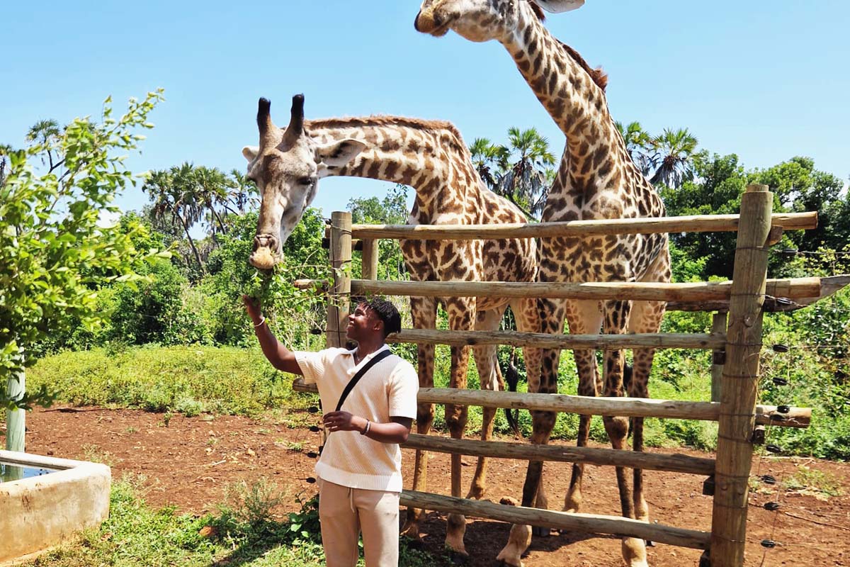 Feeding giraffe edited