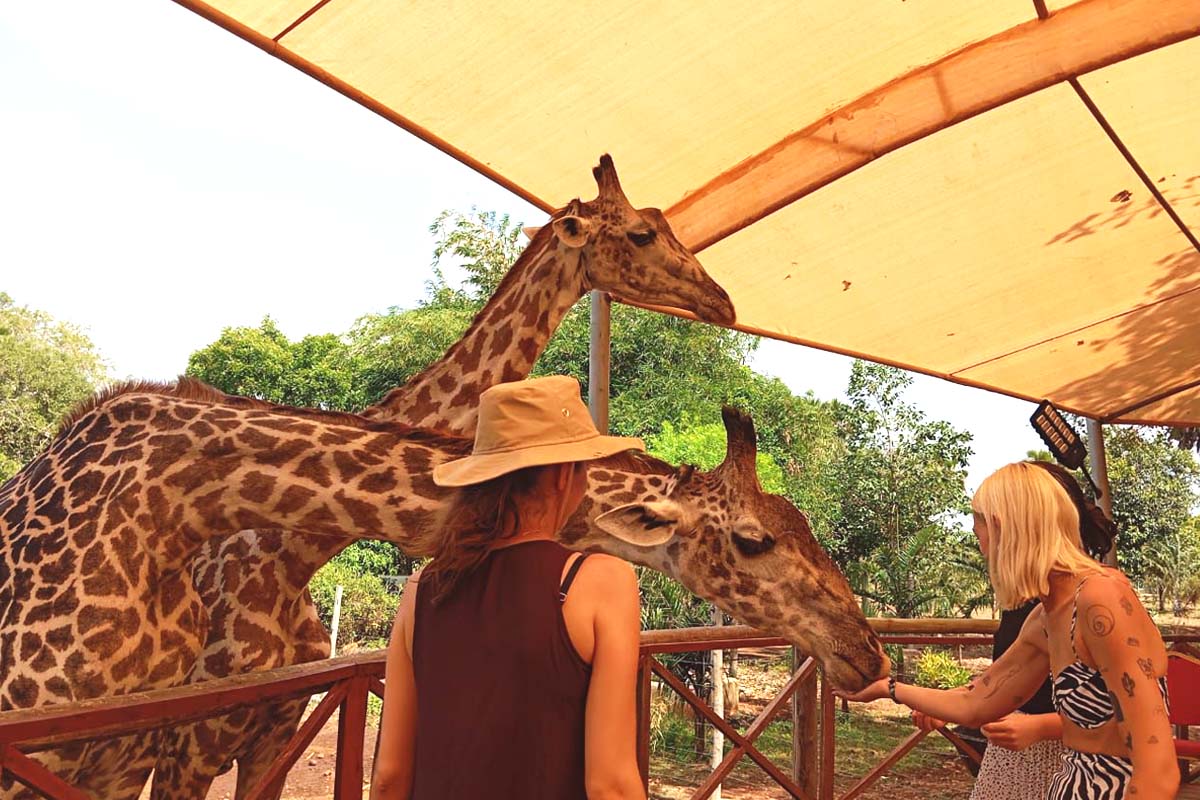 Giraffe feeding Edited