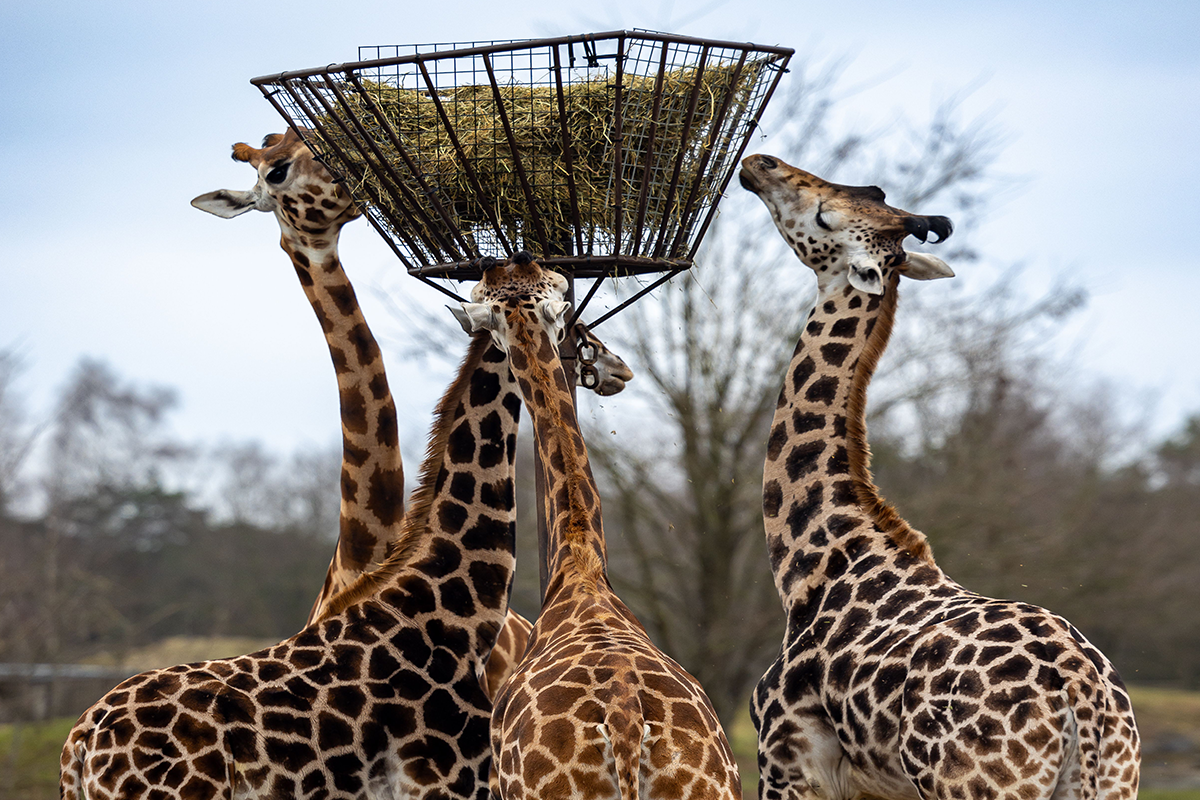 Giraffe-twigs