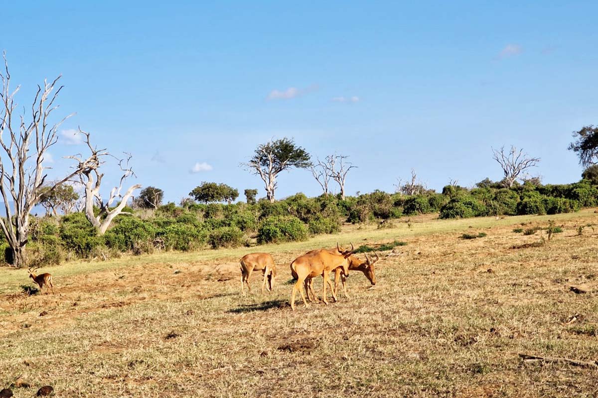 Mama antelope edited