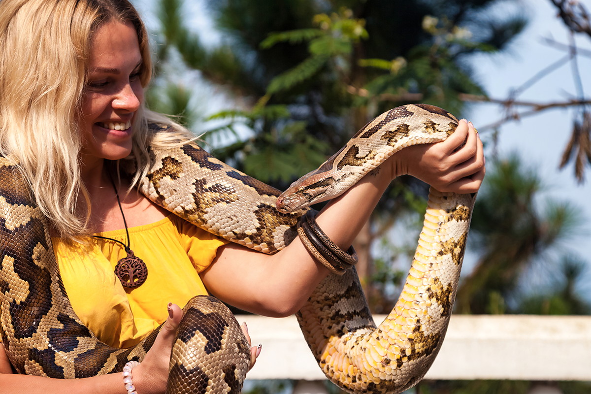 Snake holding