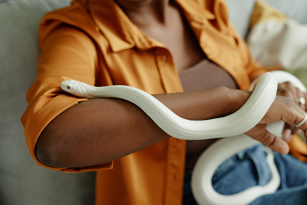 Snakea