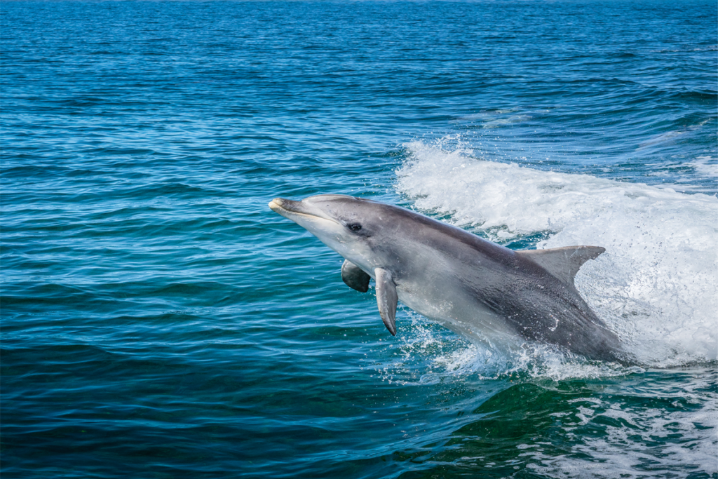 Wasini Dolphin Tour