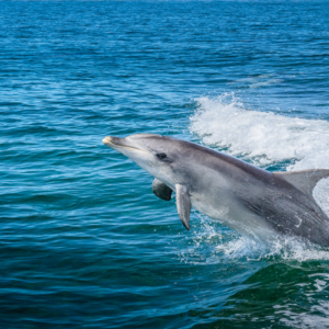 Wasini Dolphin Tour