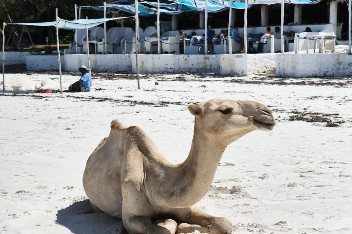 camel