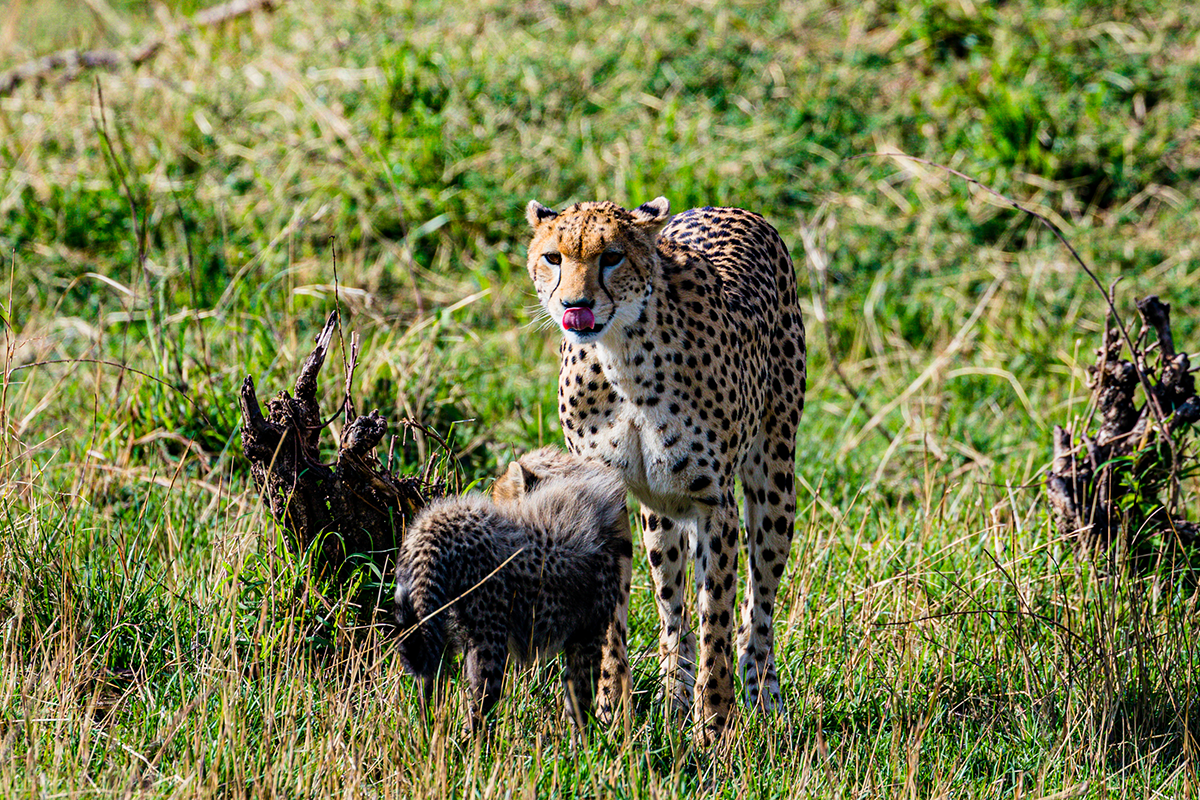 cheetah-mara