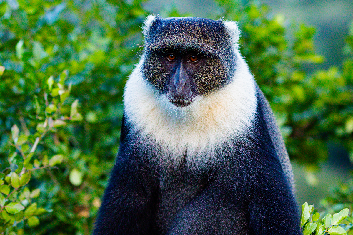 colu-monkey