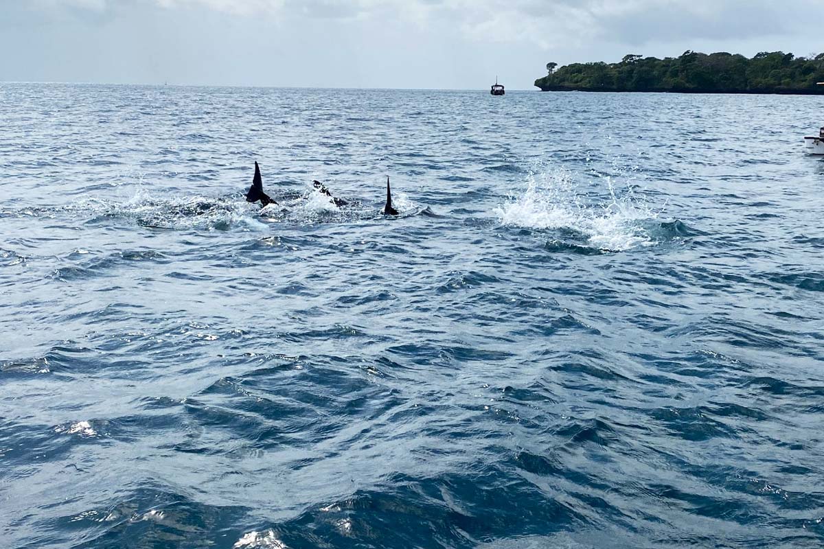 grandma dolphins