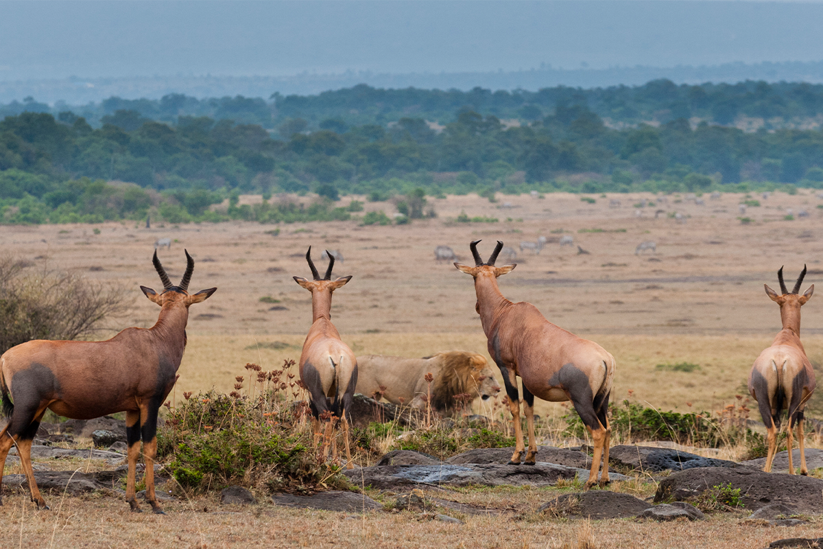 maasai-mara
