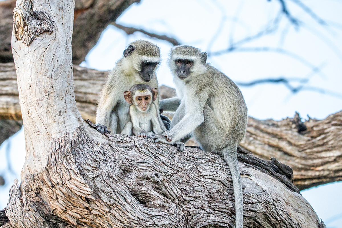 monkey-fam