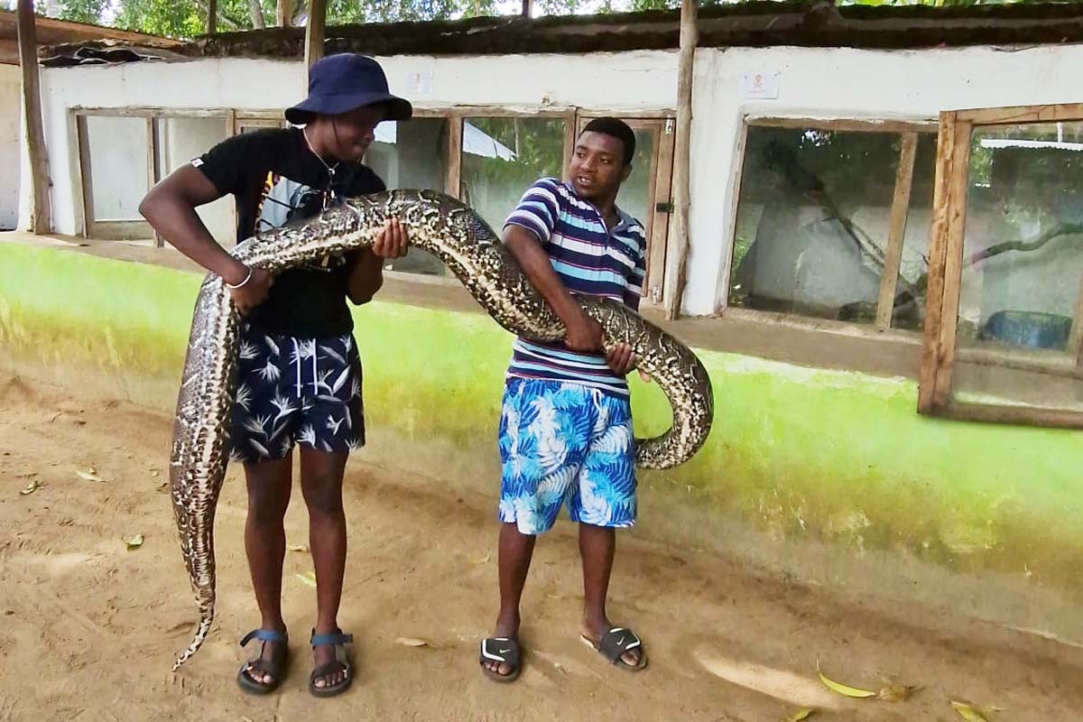 snake edited