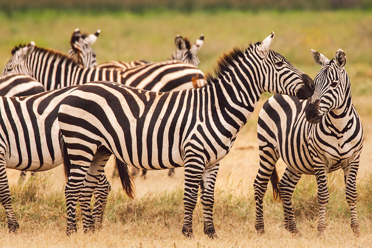 zebra-asmini