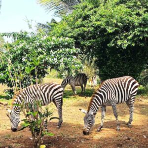 Travel To Tsavo