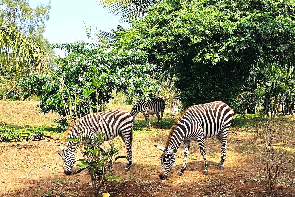 zebra f3eding edited