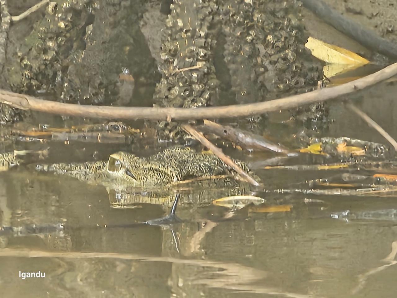crocodile