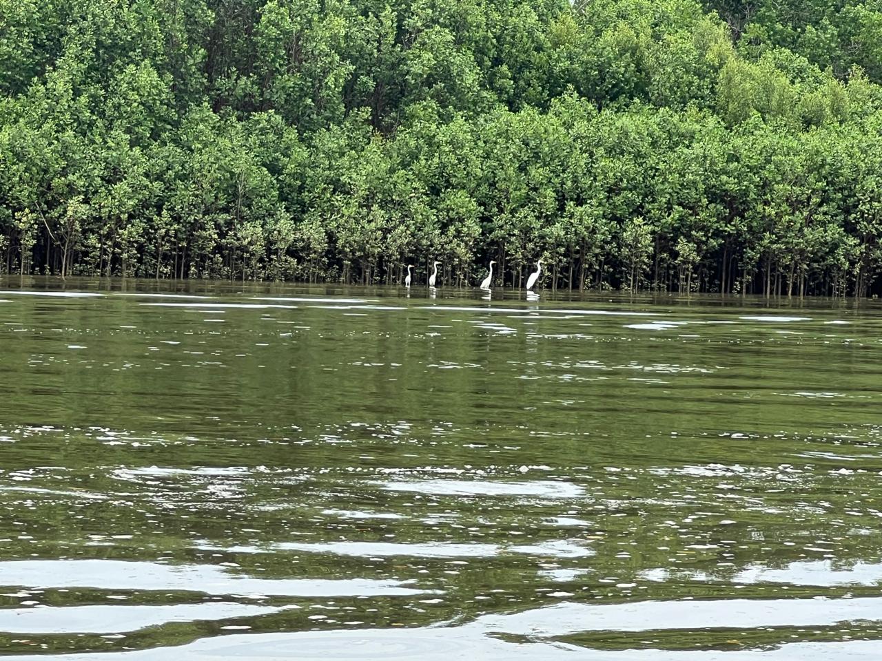 flamingo- in -water