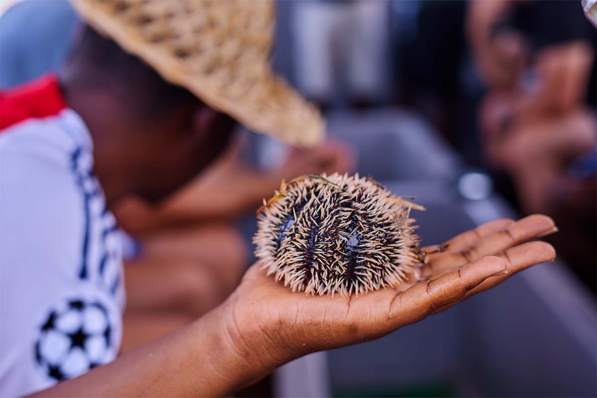 urchin