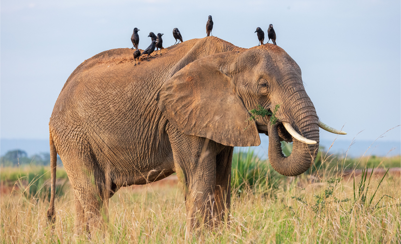 Elephant-birds
