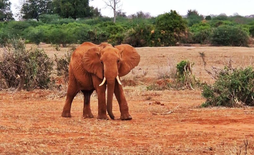 Father Elephant edited
