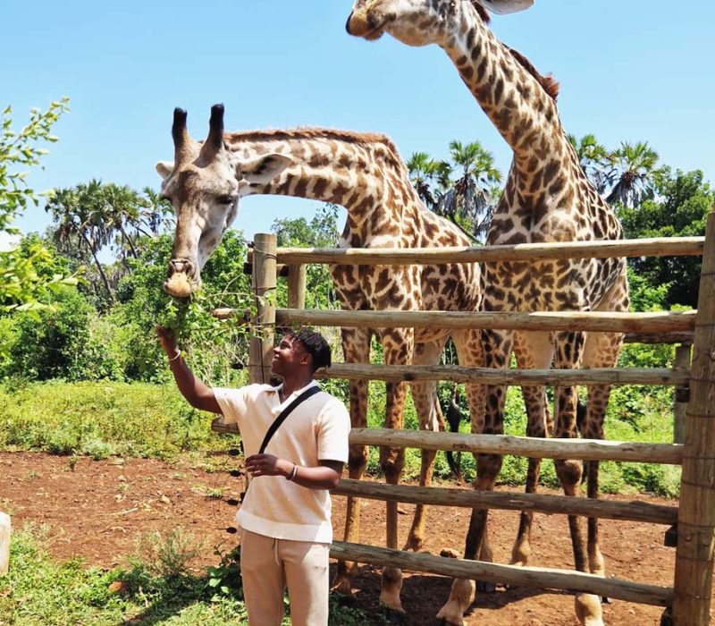 Feeding giraffe edited