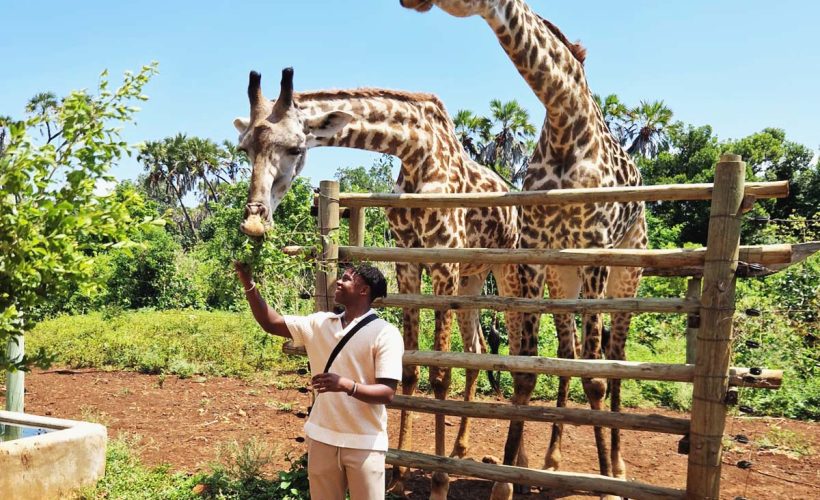 Feeding giraffe edited