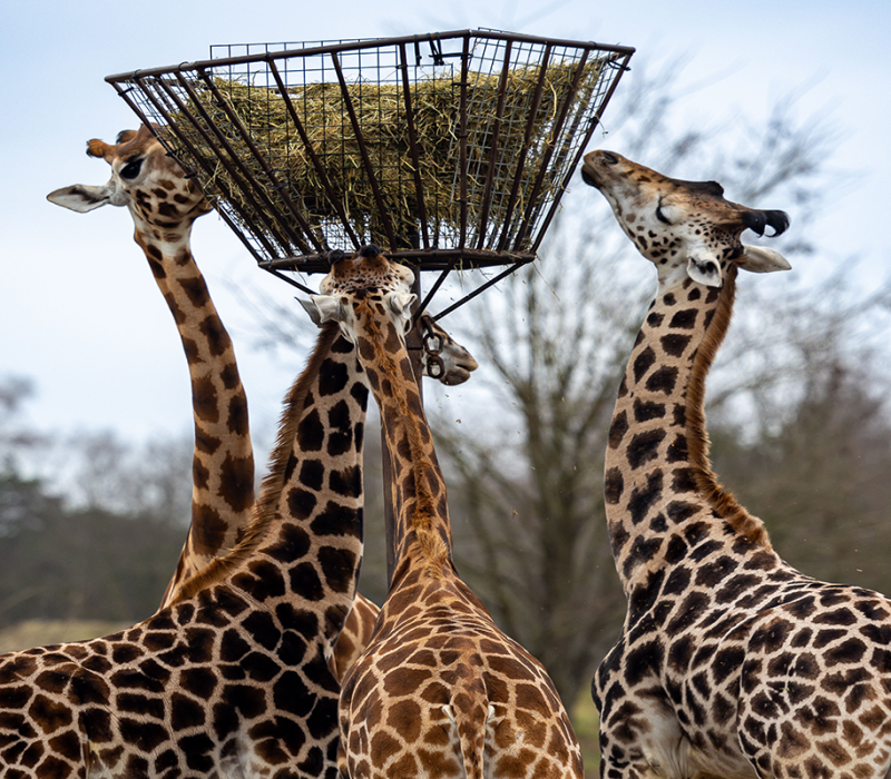 Giraffe-twigs