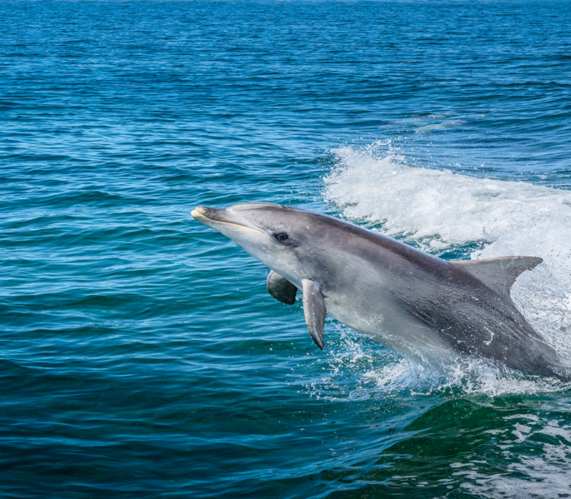 Wasini-dolphins