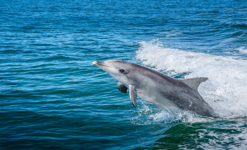 Wasini-dolphins