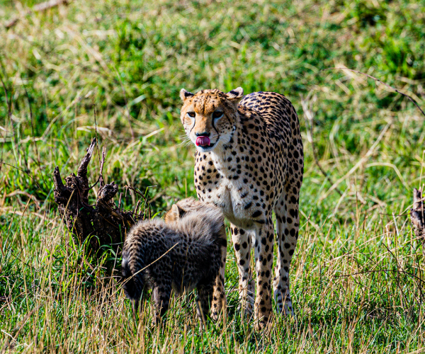 cheetah-mara