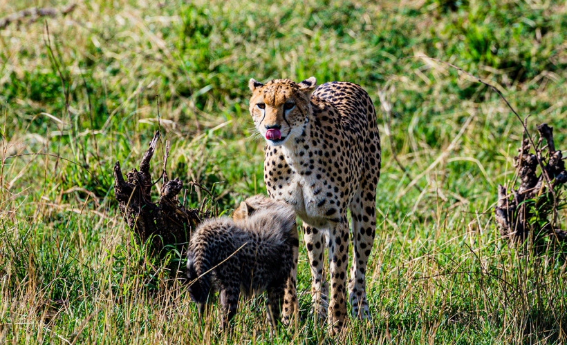cheetah-mara