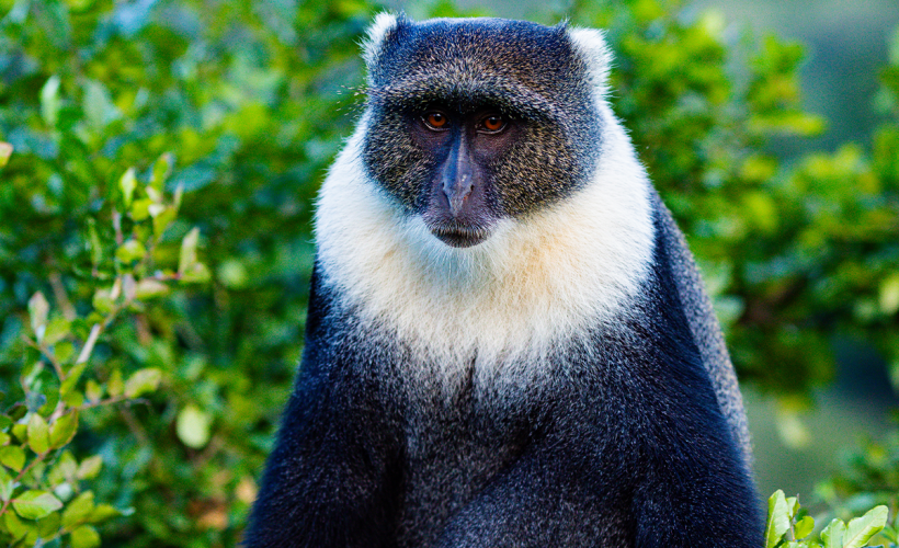 colu-monkey