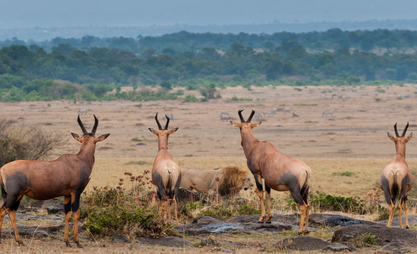 maasai-mara