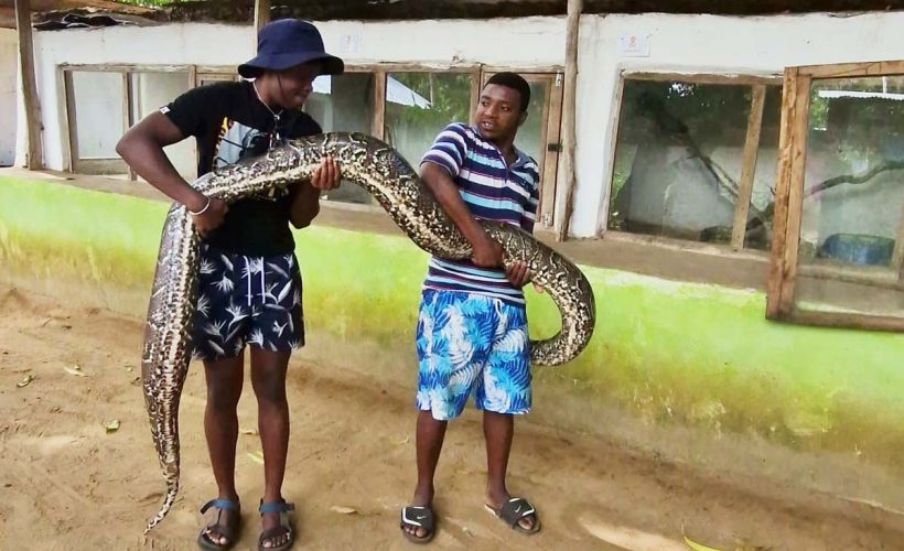 snake edited