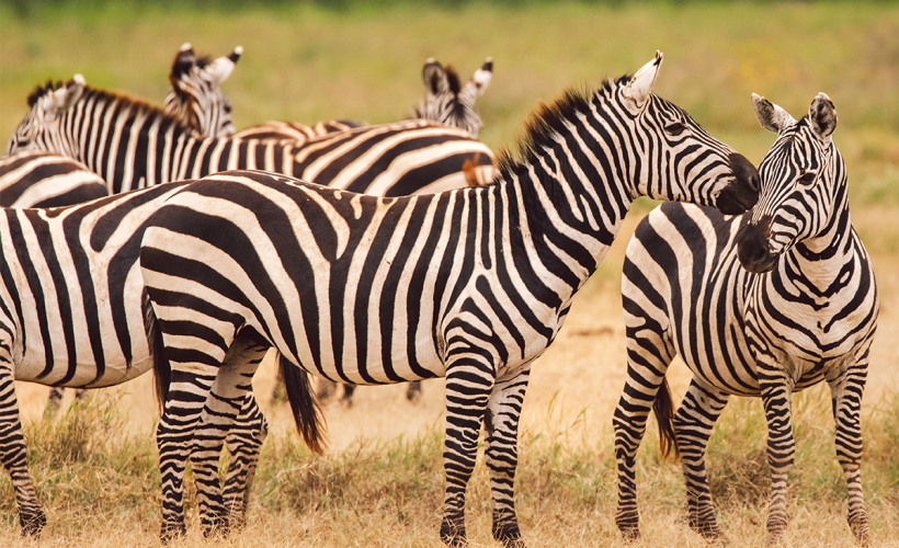 zebra-asmini