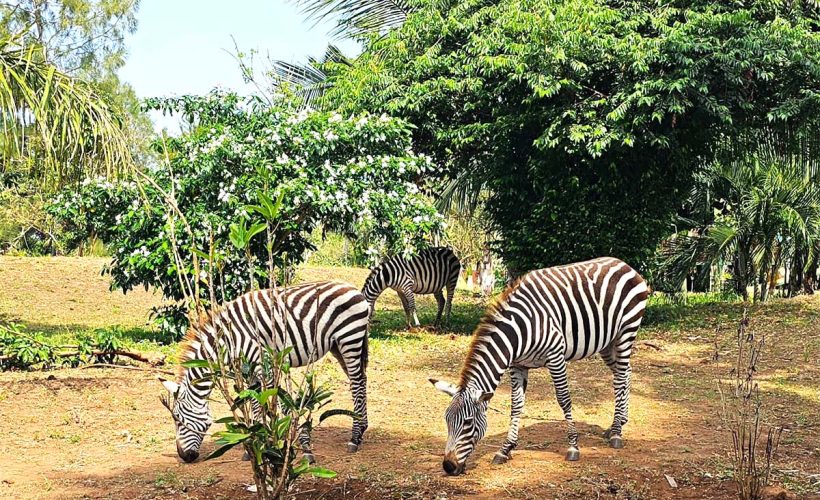 zebra f3eding edited